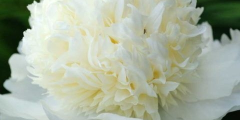 Božur charles white (charles white): fotografija i opis, recenzije